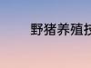 野猪养殖技术 野猪养殖技巧