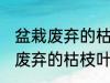 盆栽废弃的枯枝叶属于什么垃圾 盆栽废弃的枯枝叶是什么垃圾