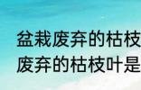 盆栽废弃的枯枝叶属于什么垃圾 盆栽废弃的枯枝叶是什么垃圾