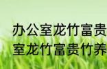 办公室龙竹富贵竹养几支最旺运 办公室龙竹富贵竹养多少支最旺运