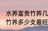 水养富贵竹养几支最旺运财 水养富贵竹养多少支最旺运财