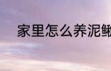 家里怎么养泥鳅 家里如何养泥鳅