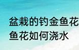 盆栽的钓金鱼花怎么浇水 盆栽的钓金鱼花如何浇水