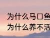 为什么马口鱼鱼缸养不活 马口鱼鱼缸为什么养不活