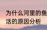 为什么河里的鱼养不活 河里的鱼养不活的原因分析