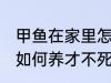 甲鱼在家里怎么养才不死 甲鱼在家里如何养才不死